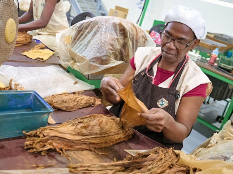 Los puros mecanizados de Cuba crecen en demanda y producción, siendo el codiciado hermano menor de los habanos tradicionales.