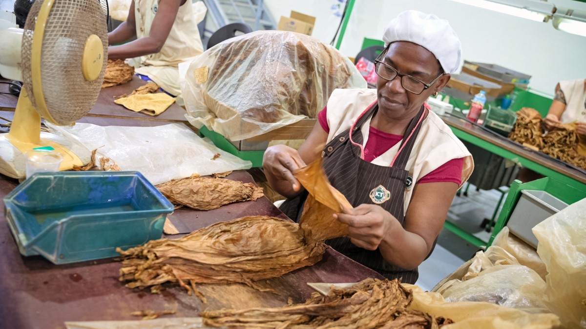 Los puros mecanizados de Cuba crecen en demanda y producción, siendo el codiciado hermano menor de los habanos tradicionales.