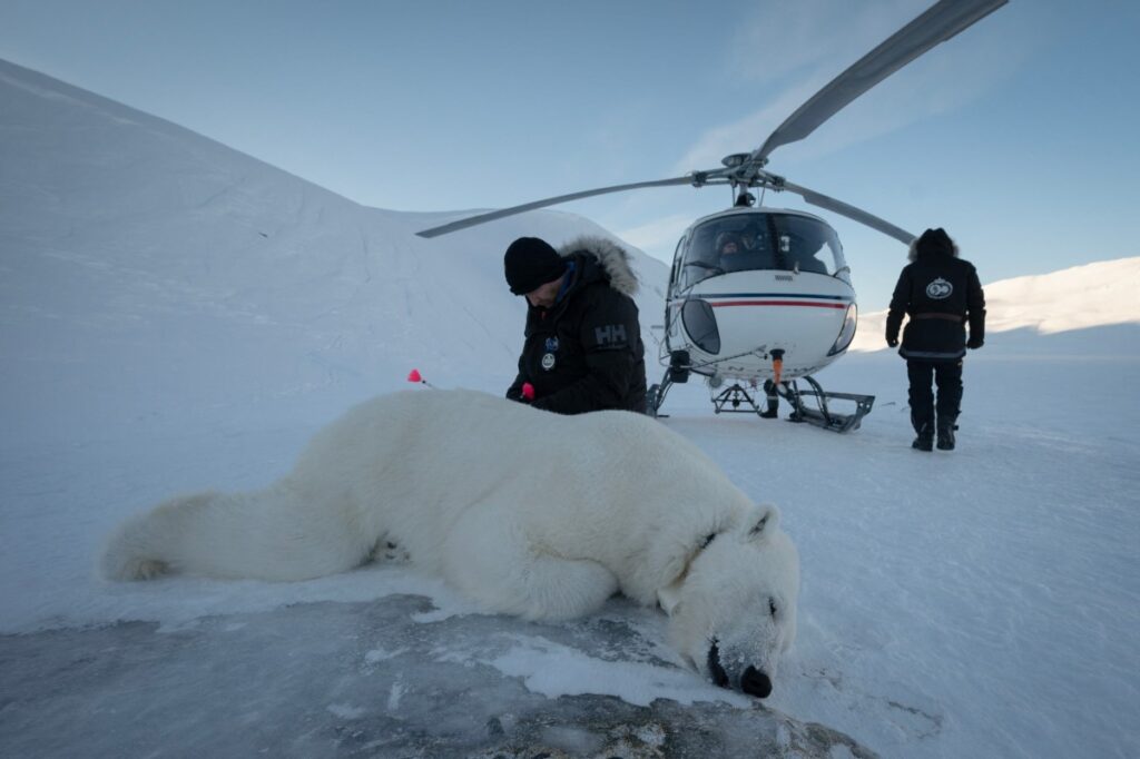 Biopsias de osos polares ayudan a científicos noruegos a detectar contaminantes y su impacto en el Ártico.