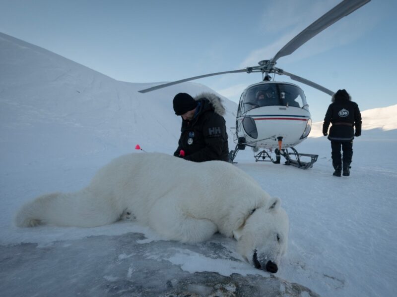 Biopsias de osos polares ayudan a científicos noruegos a detectar contaminantes y su impacto en el Ártico.