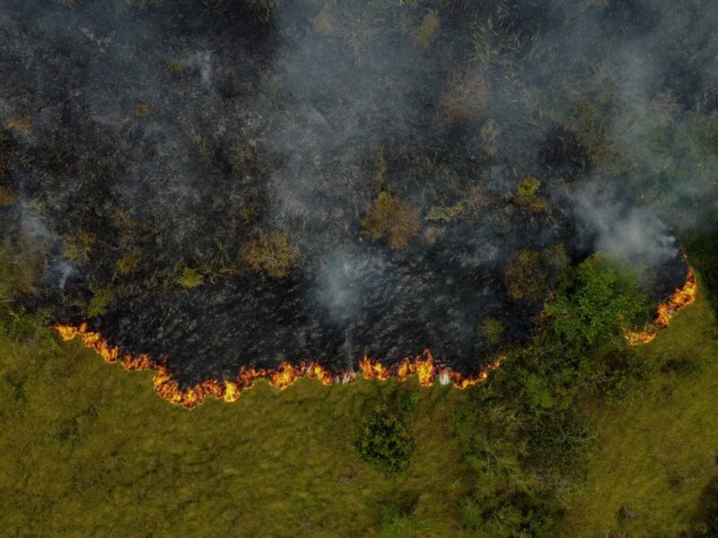 Récord de destrucción de bosques tropicales en 2024, con Brasil y Bolivia como los países más afectados, según nuevo informe.
