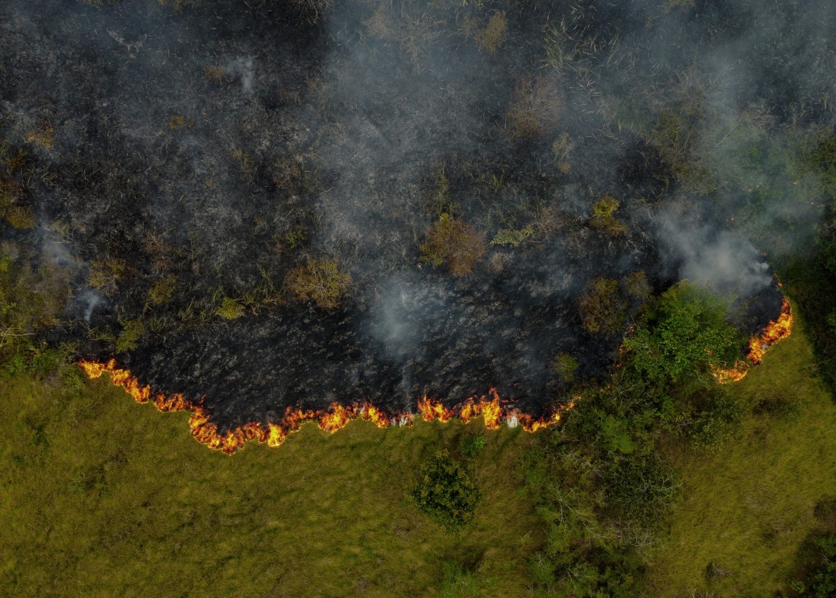 Récord de destrucción de bosques tropicales en 2024, con Brasil y Bolivia como los países más afectados, según nuevo informe.