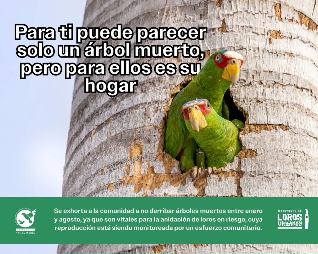 Invitan a evitar derribar árboles muertos