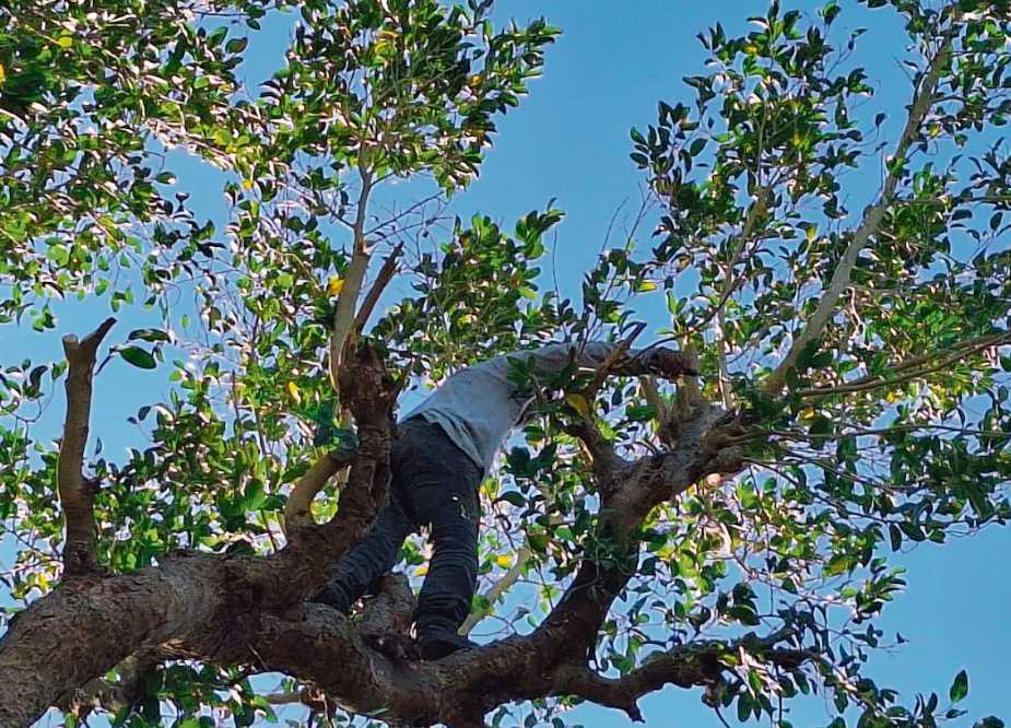Impulsan donación de ramas de ramón para animales del zoológico