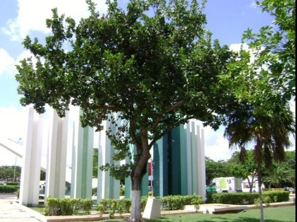 Árboles que ayudan a mitigar el calor