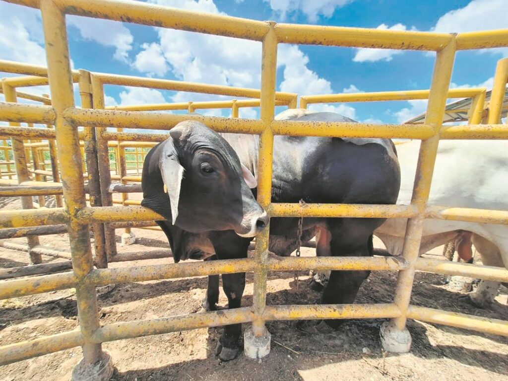 Confirman que en Yucatán la plaga de Gusano Barrenador está bajo control