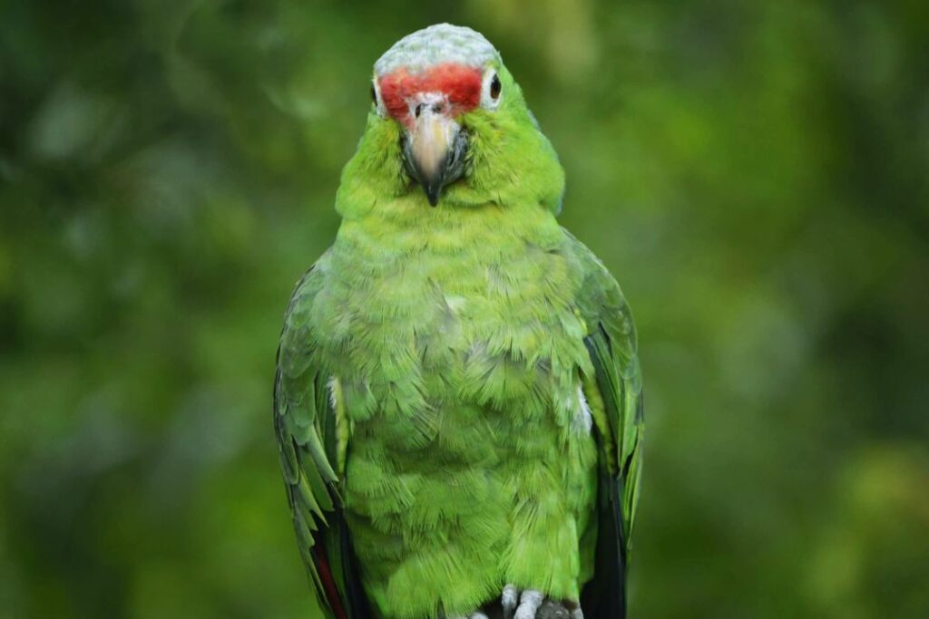 Presentan resultados del monitoreo de loros en Mérida