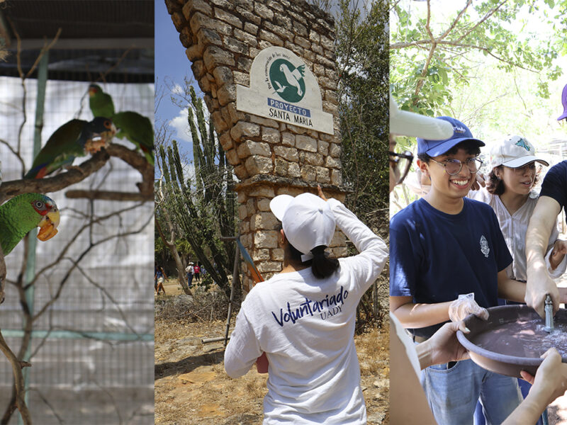Rescate y rehabilitación de fauna silvestre: UADY impulsa conciencia ambiental con jornada en el Proyecto Santa María.
