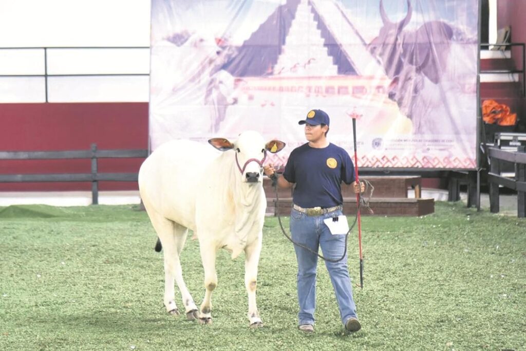 Productores temen que disminuya precio del ganado