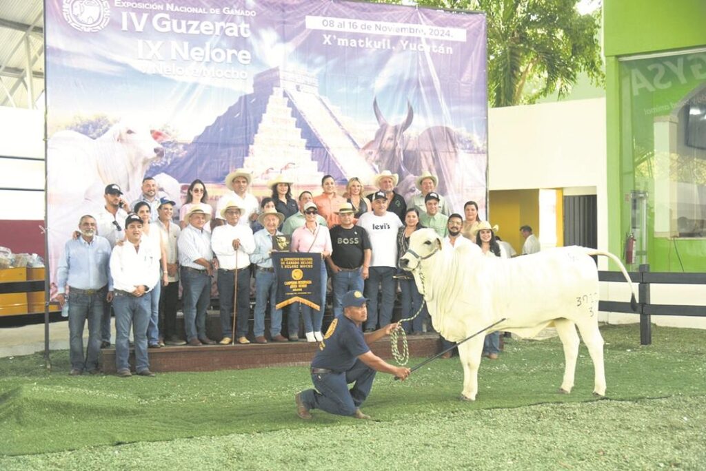 Productores temen que disminuya precio del ganado
