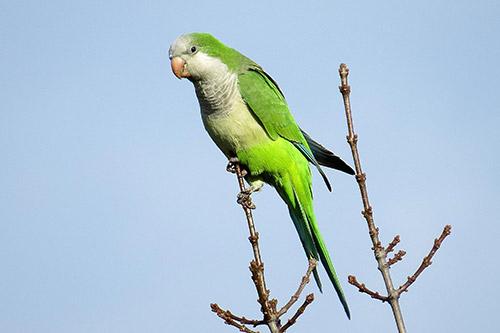 Detectan presencia de especie invasora en Yucatán