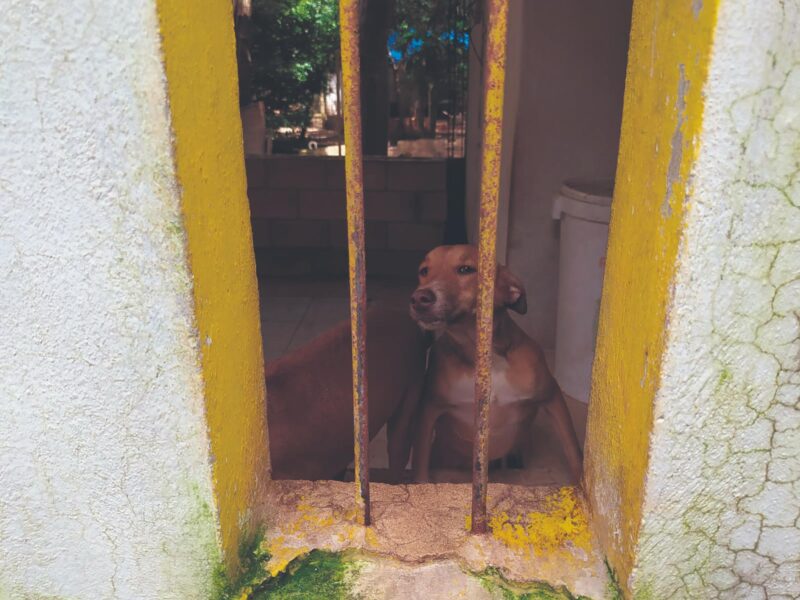 Maltrato animal en Yucatán se duplica; activistas exigen justicia y acciones urgentes ante la inacción de autoridades.