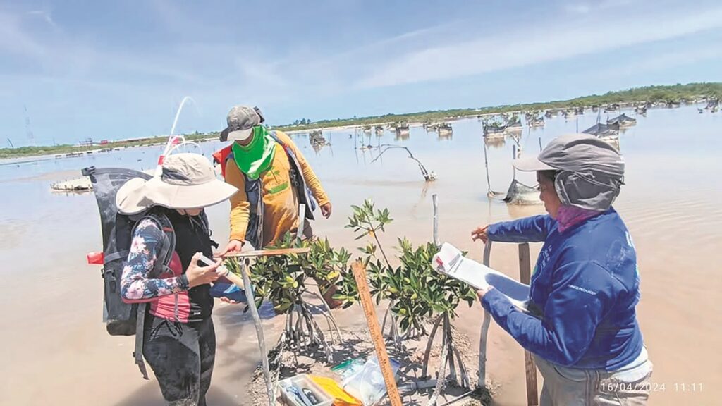 Afectadas 25 mil hectáreas de manglares en Yucatán