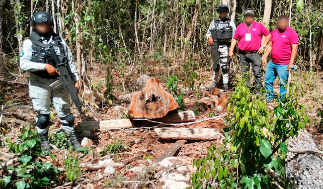 Profepa clausura predio en ANP Bala’an k’aax por cambio de uso de suelo sin autorización. Acción afecta 2,200 m² de selva en Tekax, Yucatán.