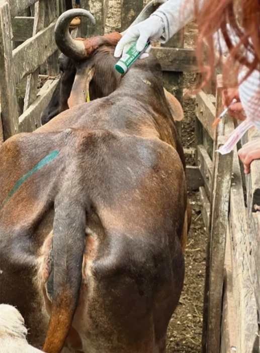 Flexibilizan condiciones para traslado de ganado desde Yucatán