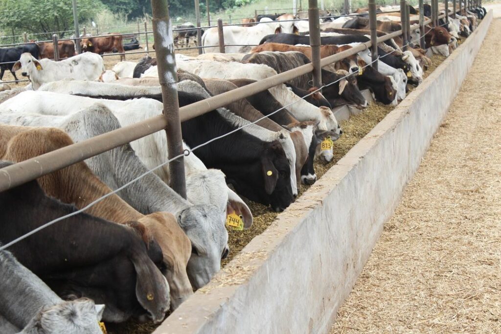Operativo contra gusano barrenador hasta erradicarlo