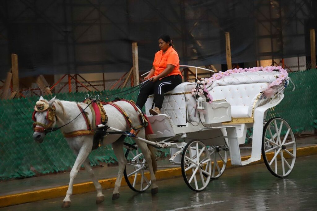 Mérida implementará plan a favor de caballos caleseros