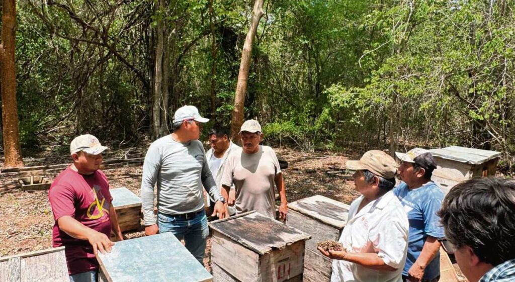 Alertan apicultores de Nohalal por muerte masiva de abejas