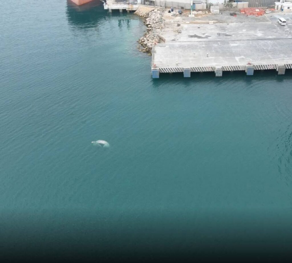 Encuentran aparentemente sin vida un tiburón ballena en Progreso