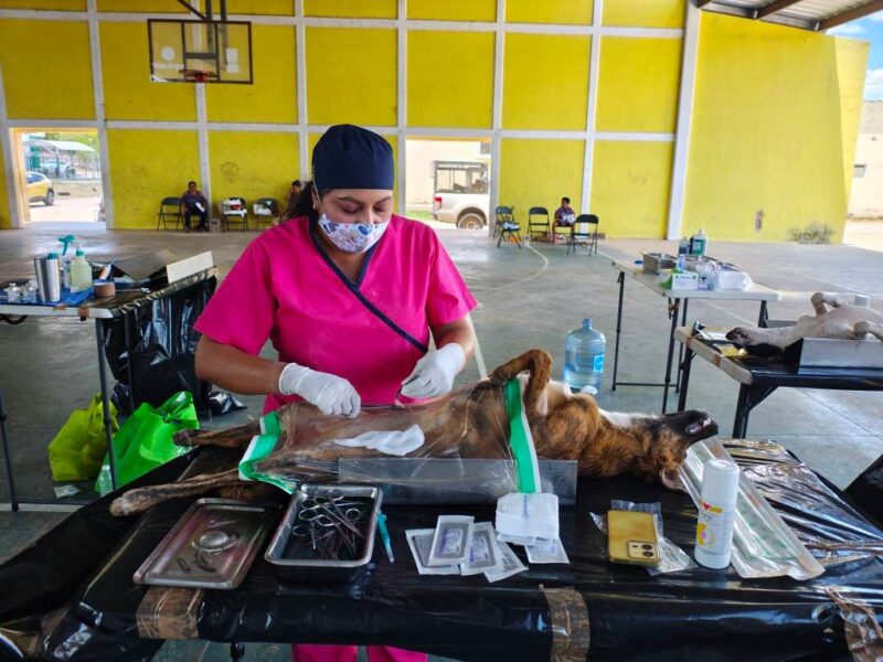 Yucatán realiza más de 1,500 esterilizaciones gratuitas en 28 municipios, previniendo sobrepoblación y mejorando la salud pública.