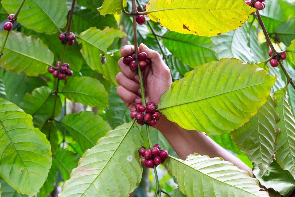 Importante cafetería dona 815 mil plantas de café a caficultores