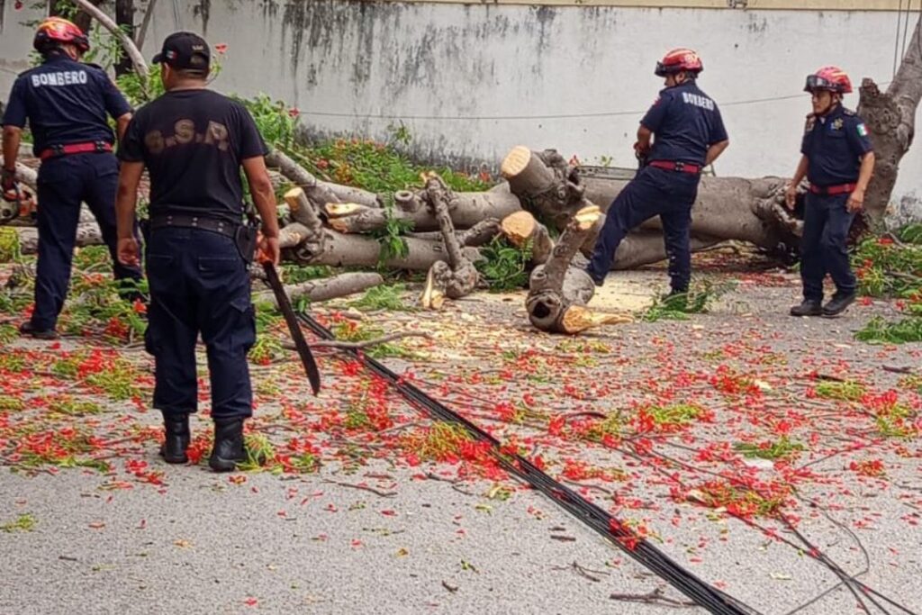 30 árboles se han caído en Mérida en esta temporada de lluvias