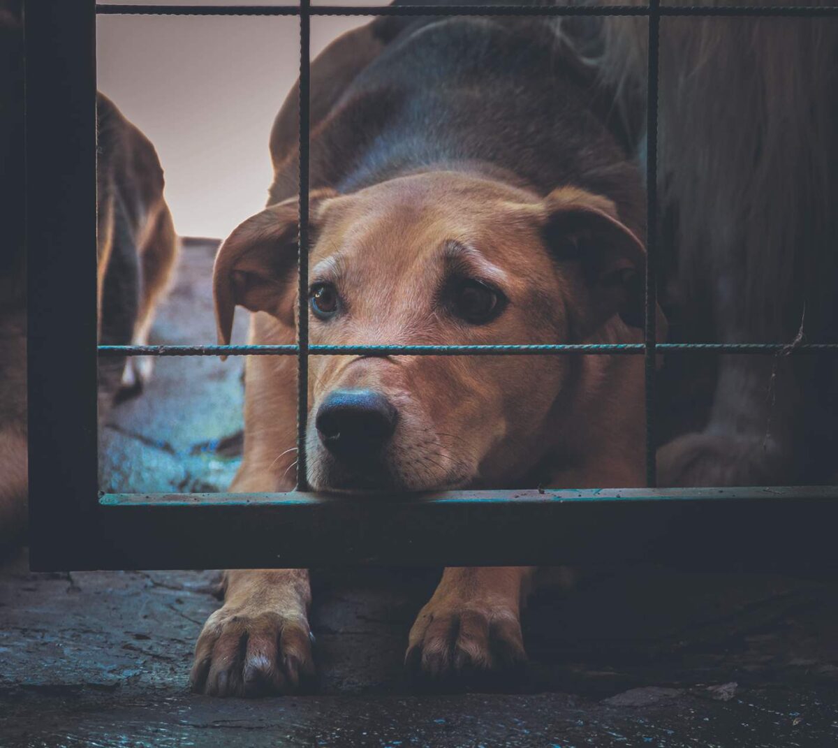 Activista busca documentar el maltrato animal en Mérida, donde 15 a 20 casas por cuadra presentan situaciones preocupantes.