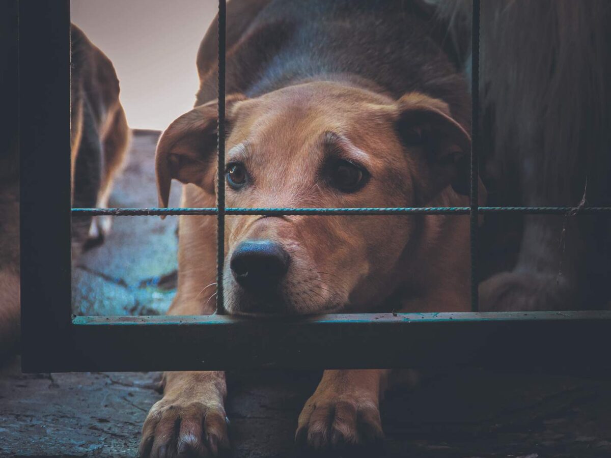 Activista busca documentar el maltrato animal en Mérida, donde 15 a 20 casas por cuadra presentan situaciones preocupantes.