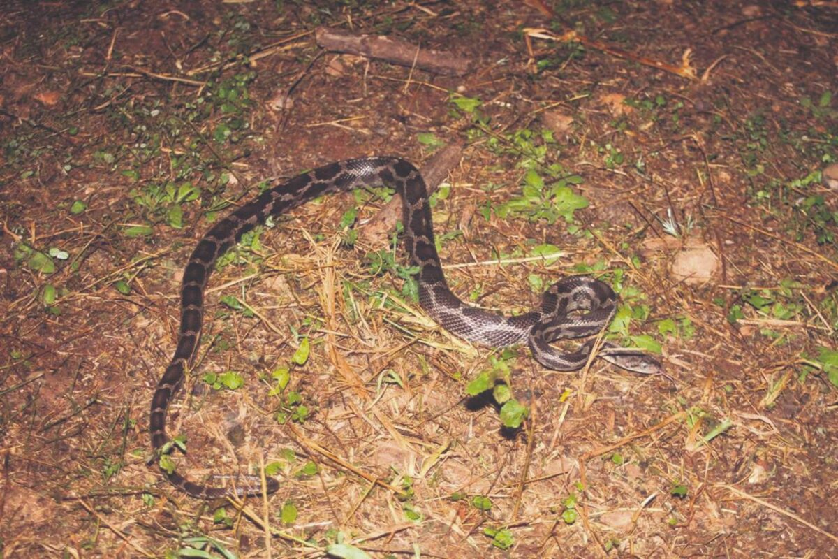 Las mordeduras de serpientes en Yucatán aumentan más del doble en 2024; autoridades alertan por presencia de especies venenosas.