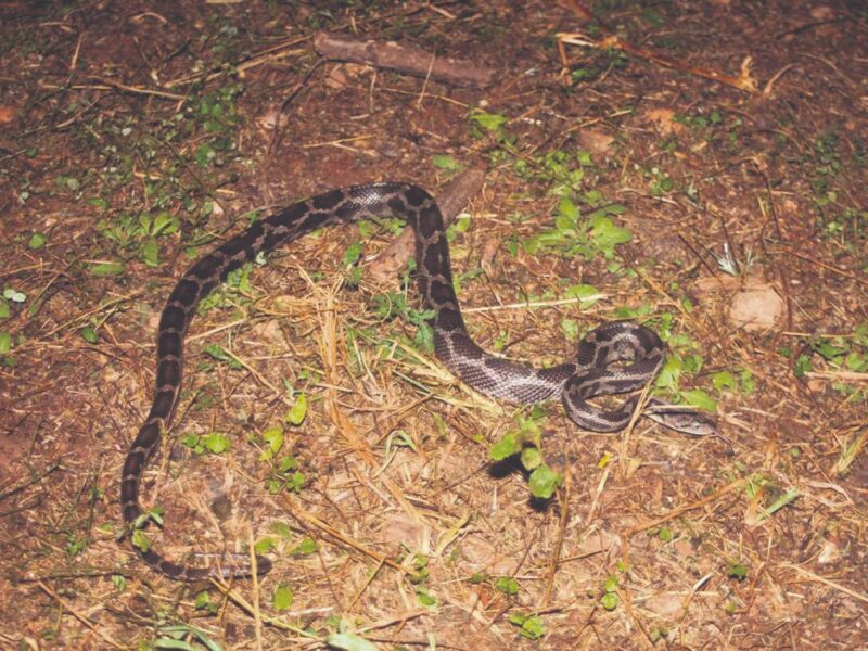 Las mordeduras de serpientes en Yucatán aumentan más del doble en 2024; autoridades alertan por presencia de especies venenosas.
