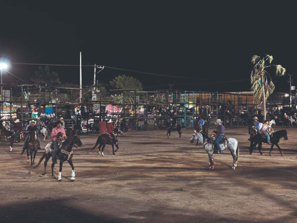 El diputado Harry Rodríguez denuncia que la crueldad animal en Yucatán persiste por intereses económicos y falta de voluntad política.