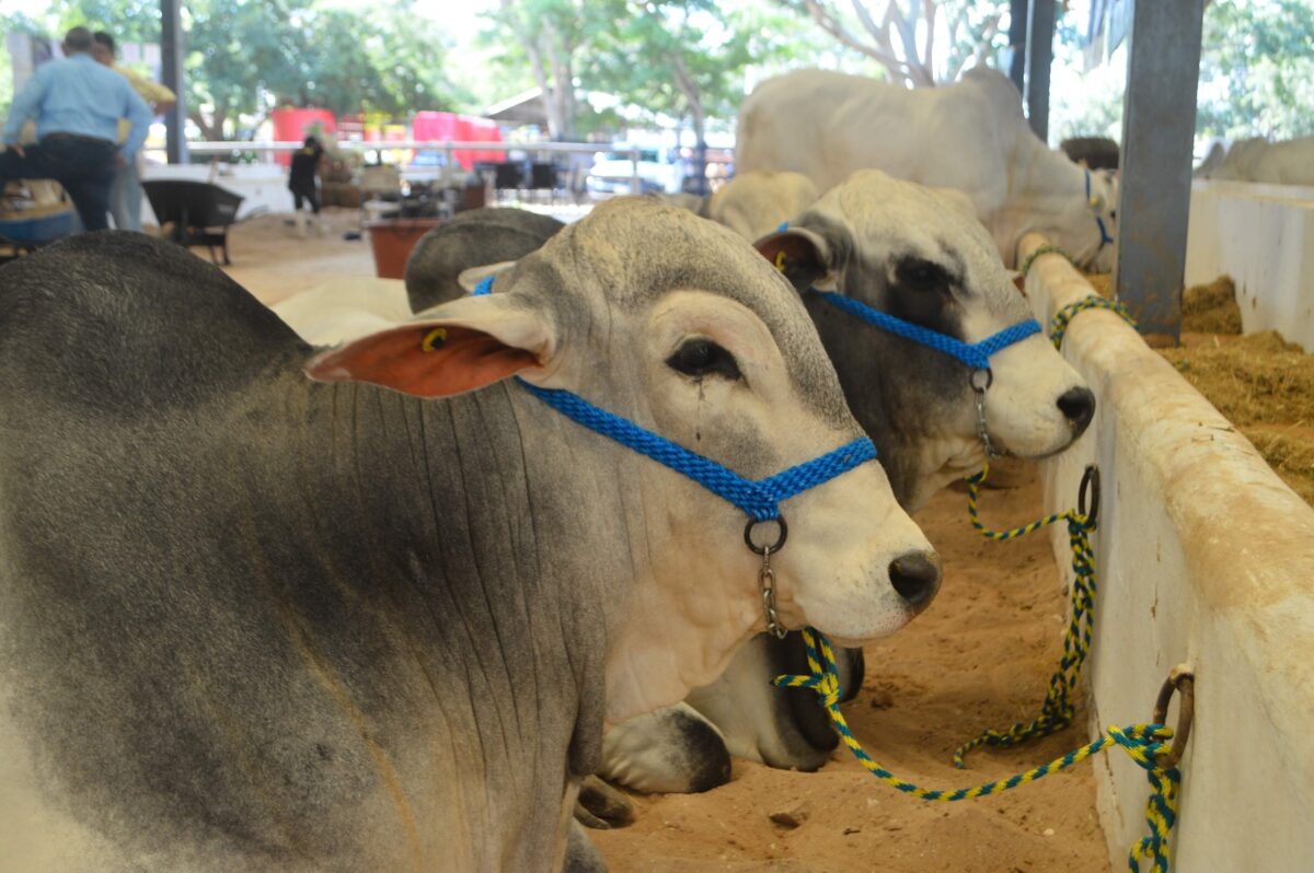 Yucatán detecta 19 casos de gusano barrenador en seis municipios y refuerza operativos sanitarios en coordinación con Senasica.