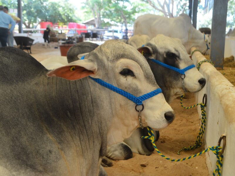 Yucatán detecta 19 casos de gusano barrenador en seis municipios y refuerza operativos sanitarios en coordinación con Senasica.