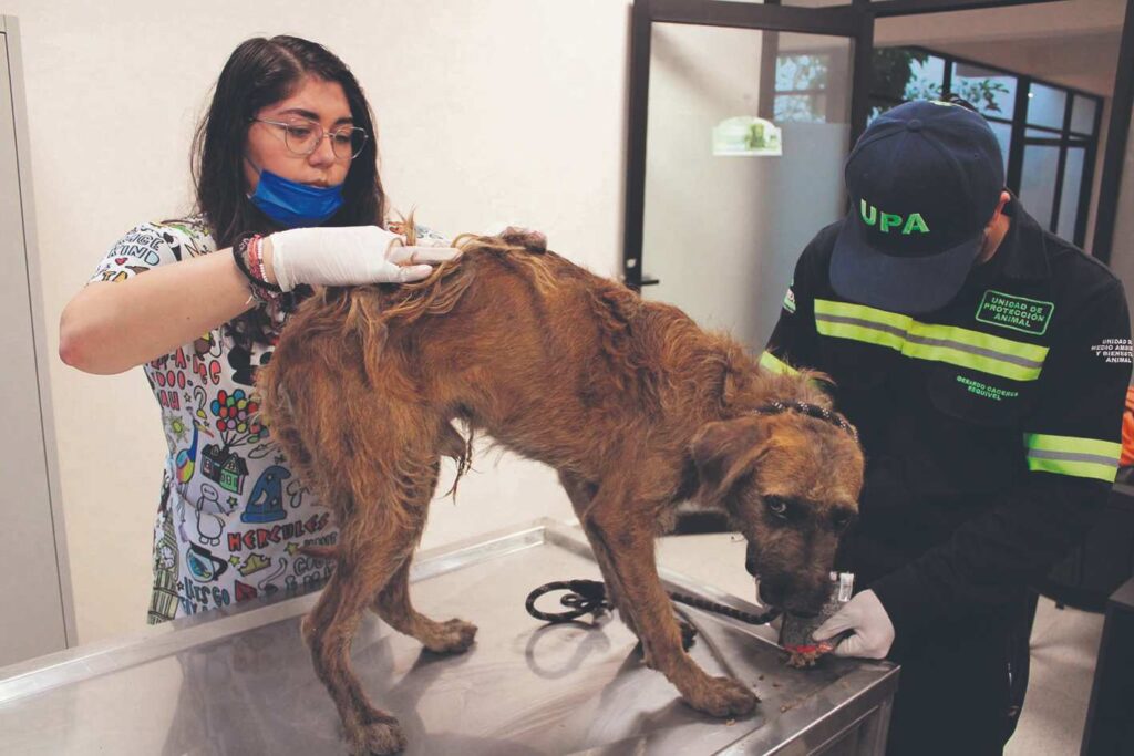Mérida refuerza brigadas contra el maltrato animal tras recibir hasta 30 denuncias diarias por crueldad. Aumentan sanciones y vigilancia.