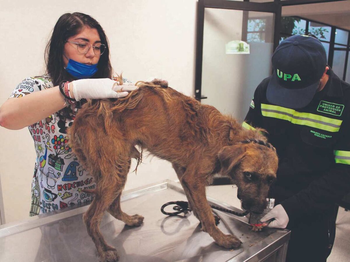 Mérida refuerza brigadas contra el maltrato animal tras recibir hasta 30 denuncias diarias por crueldad. Aumentan sanciones y vigilancia.