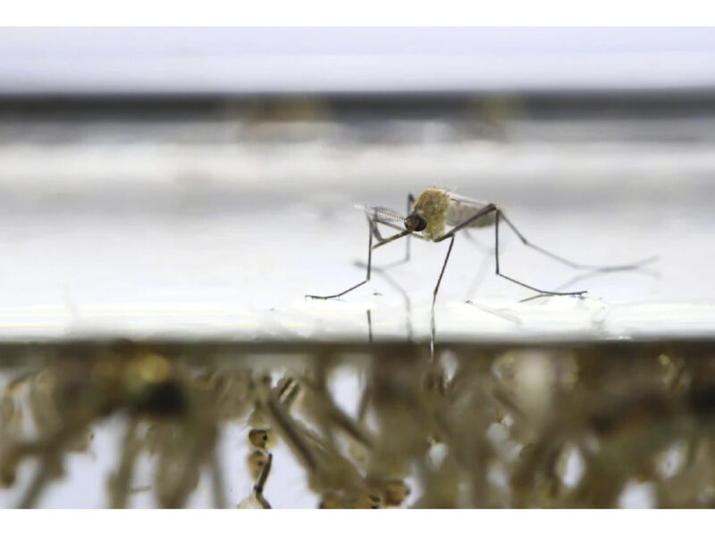 Evita el dengue, Zika y chikungunya en Yucatán. Elimina criaderos de mosquitos tras lluvias, advierte experto de la UADY.
