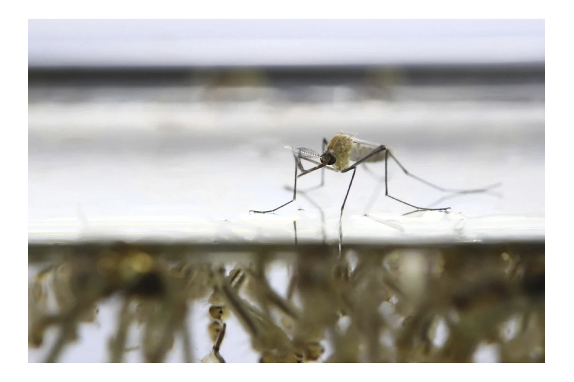 Evita el dengue, Zika y chikungunya en Yucatán. Elimina criaderos de mosquitos tras lluvias, advierte experto de la UADY.