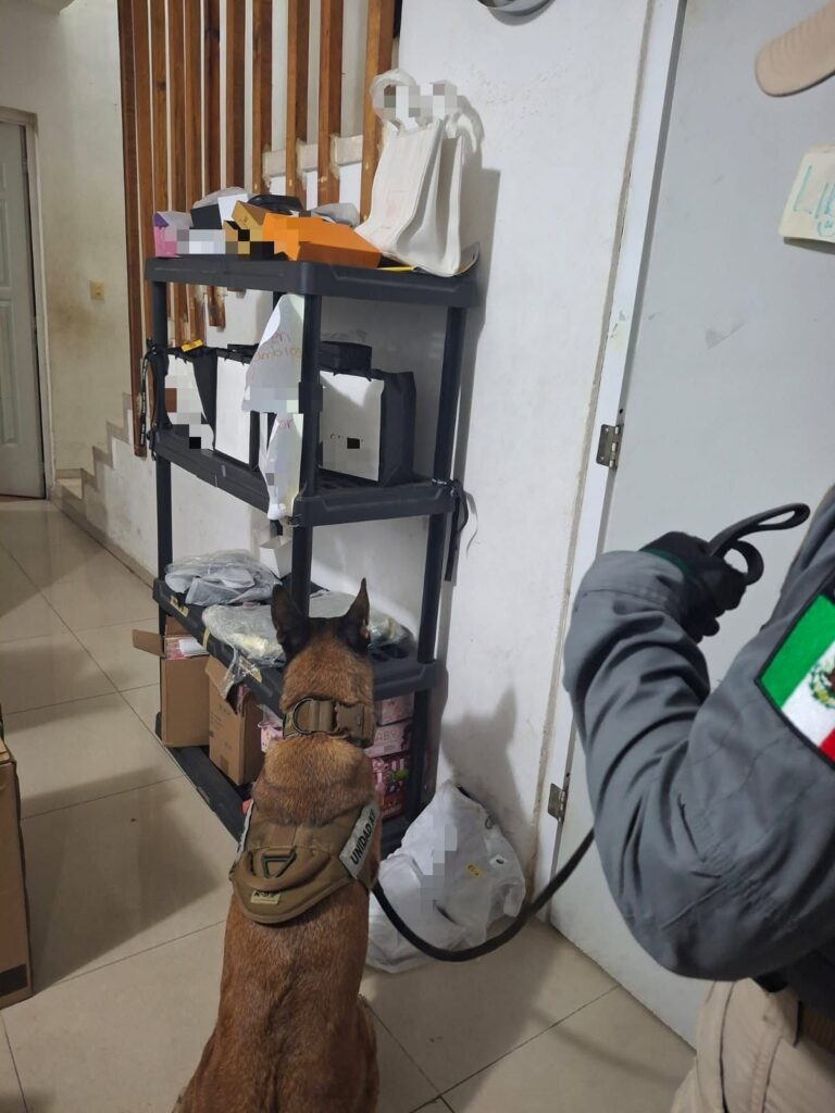 SSP catea predio de la García Ginerés y decomisa marihuana y wax