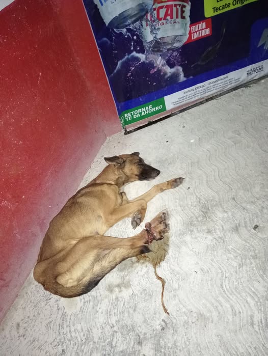 Detectan gusano barrenador en perrito rescatado en Tetiz, Yucatán