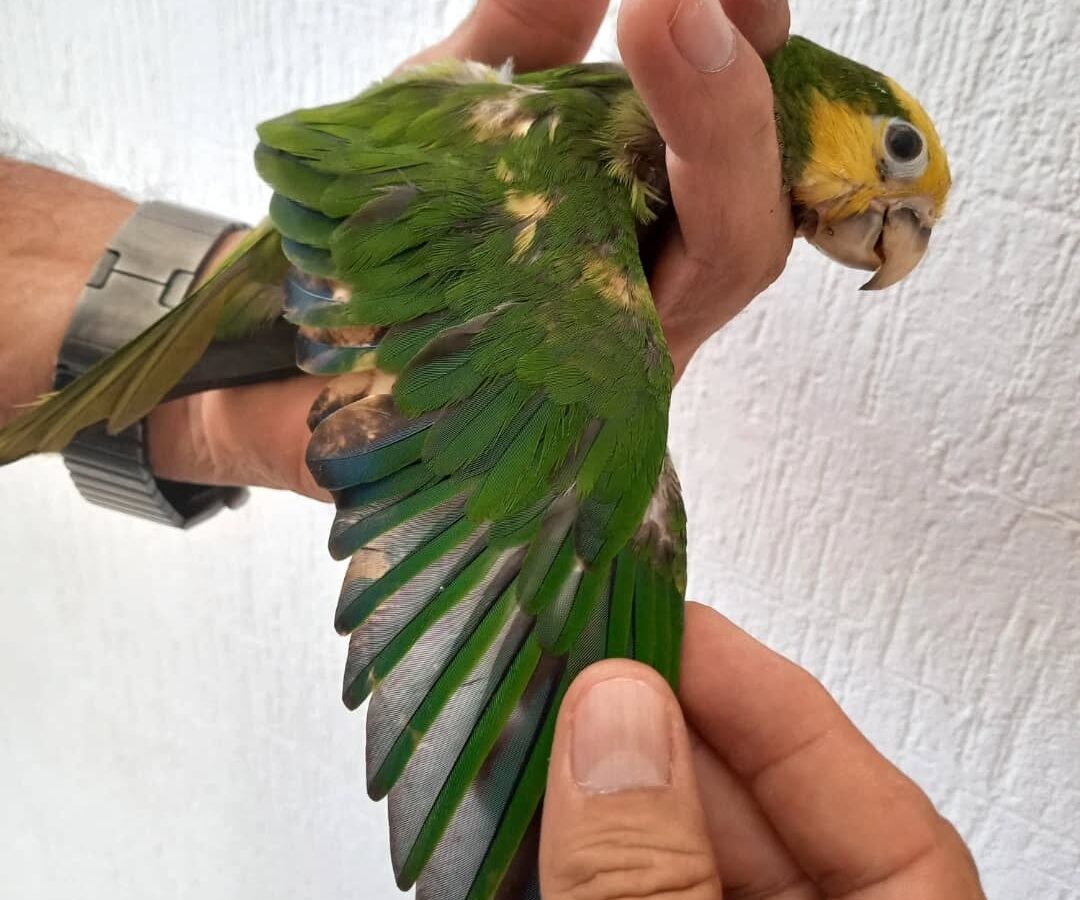 Detectan decoloración ilegal de loros en Yucatán para venderlos como especies en peligro, como el loro cabeza amarilla.
