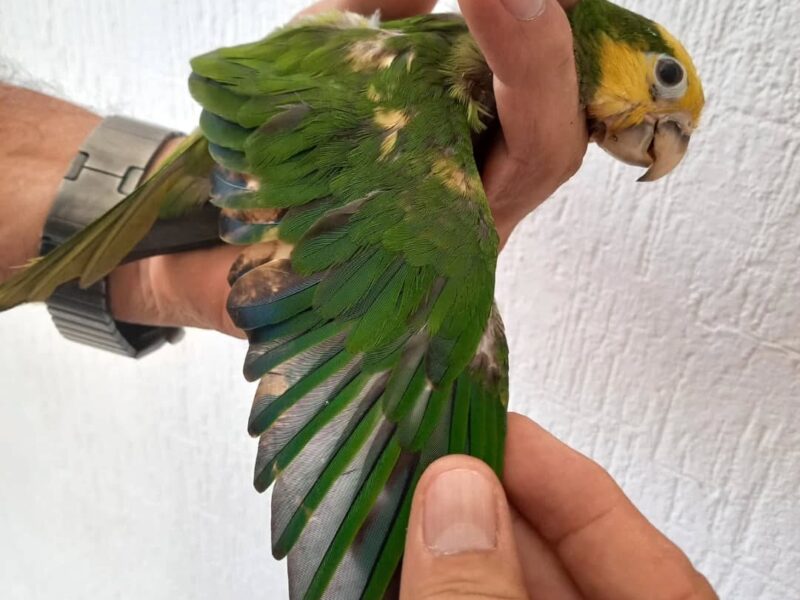 Detectan decoloración ilegal de loros en Yucatán para venderlos como especies en peligro, como el loro cabeza amarilla.