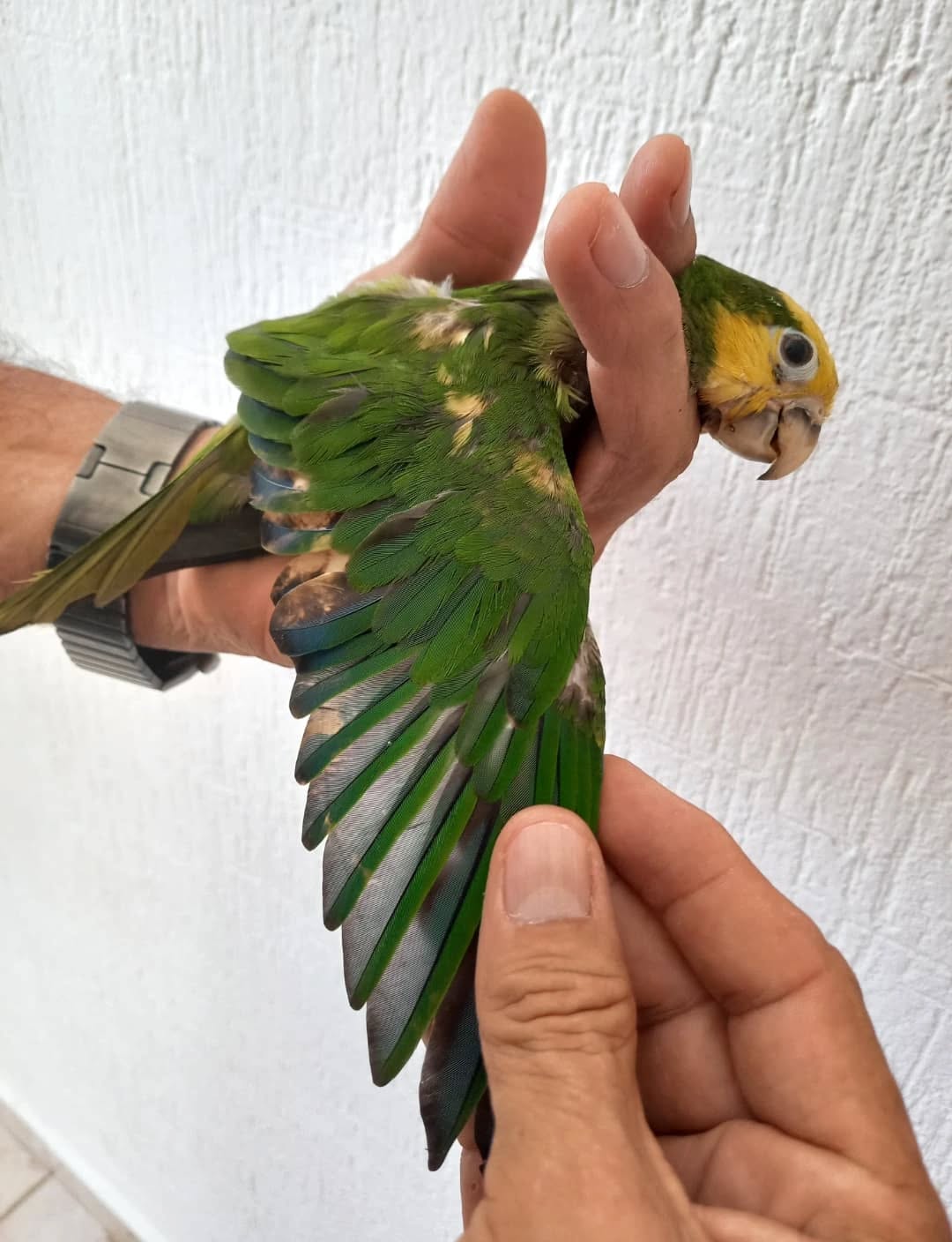 Detectan decoloración ilegal de loros en Yucatán para venderlos como especies en peligro, como el loro cabeza amarilla.