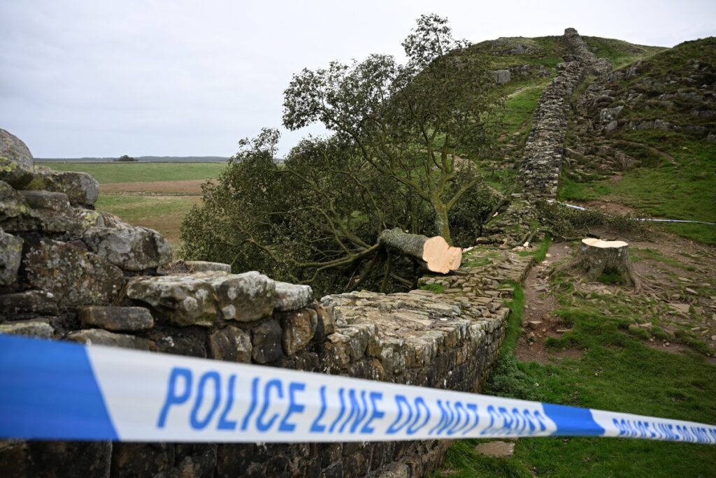 Condenan a dos hombres por talar el árbol de Robin Hood en Inglaterra