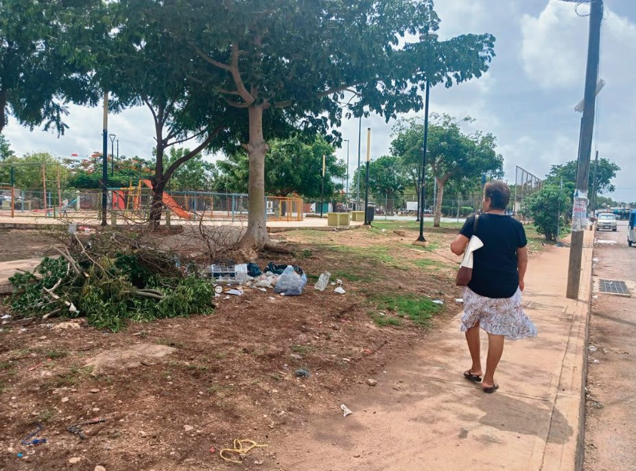 Inicia censo para conocer cantidad de árboles que hay en Mérida