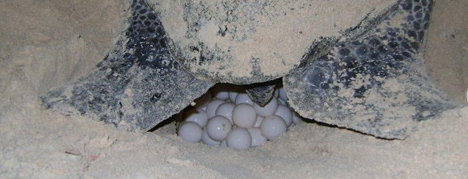 Buscan frenar ataques de perros ferales a tortugas en la costa yucateca para proteger su reproducción. Foto: Secretaría de Desarrollo Sustentable de Yucatán.