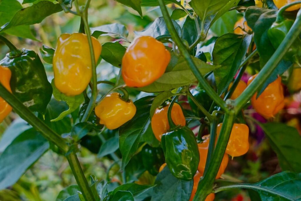 Consejo regulador del Habanero ayudará en su comercialización