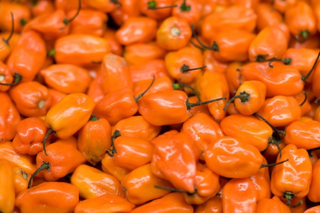 Consejo regulador del Habanero ayudará en su comercialización