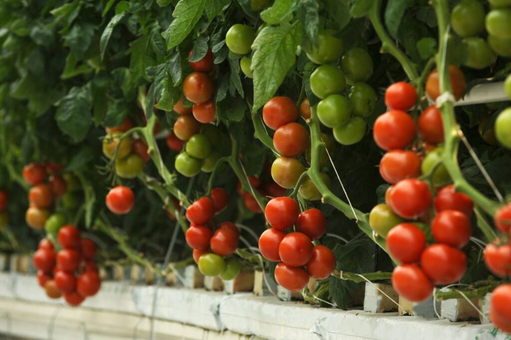 Aranceles de Trump con poco impacto en tomate yucateco