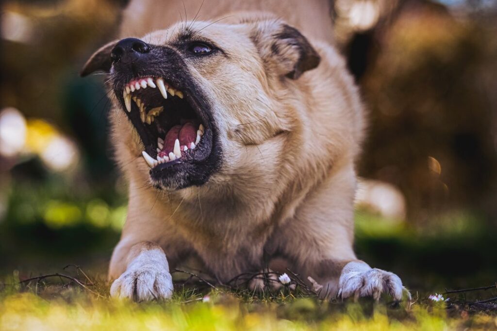 Yucatán lidera peninsularmente casos de mordeduras de perros