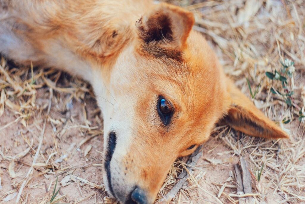 Yucatán lidera peninsularmente casos de mordeduras de perros